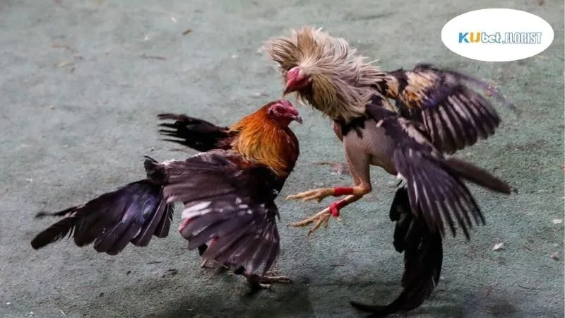 Giải Đá Gà Vô Địch - Cập Nhật Kết Quả Và Thông Tin Mới Nhất 2 Lịch Sử Đá Gà Giải Vô Địch