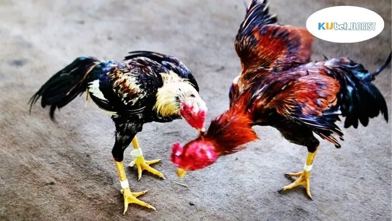 Alo789 Đá Gà Trực Tiếp Thomo - Xem Trận Đấu Siêu Nóng Hổi 2 Đá Gà - Một Môn Thể Thao Đặc Sắc