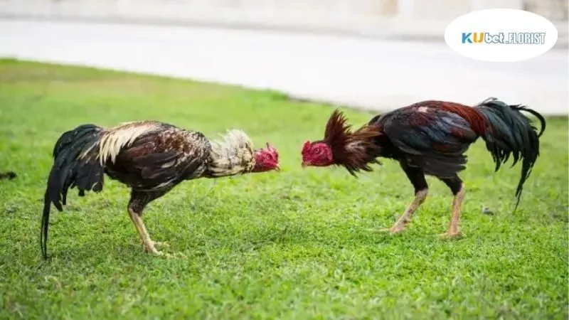 Đá Gà Anh Bảo Xì Tin - Sân Chơi Đỉnh Cao Cho Giới Mê Gà Cựa 2 Lịch sử và sự tiến hóa của đá gà anh bảo xì tin