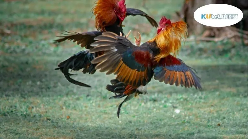 Giới thiệu về đá gà trực tiếp